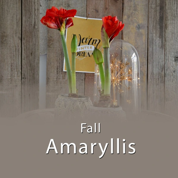 Fall 2026 - Amaryllis
