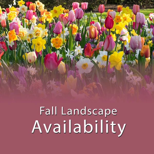 Fall 2026 - Landscape Availability