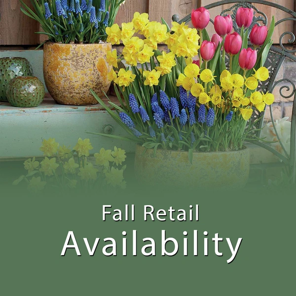 Fall 2026 - Retail Availability