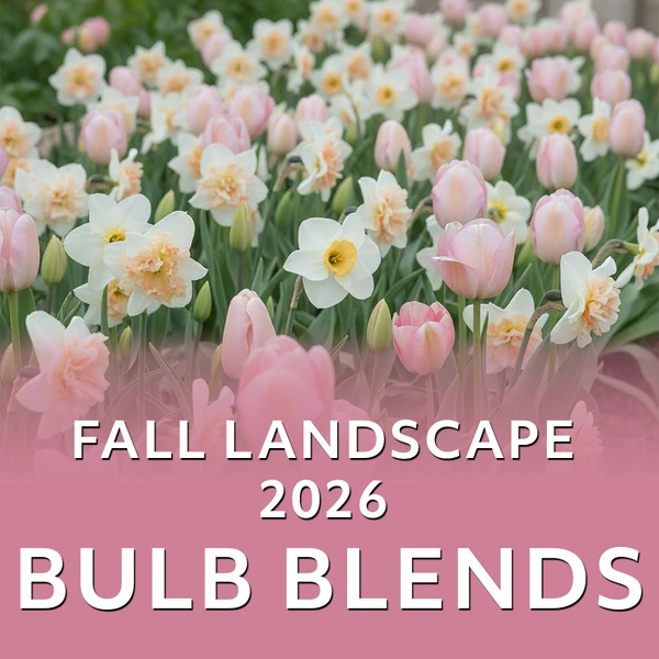 Fall 2026 - Landscape Bulb Blends