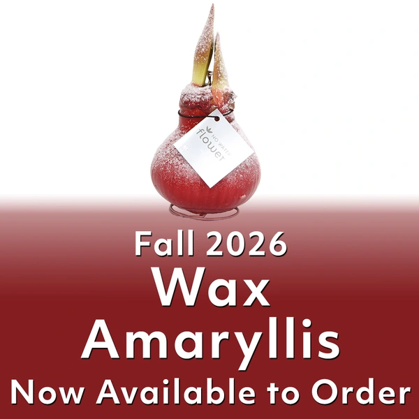 Fall 2026 - Wax Amaryllis - Now Available to Order!
