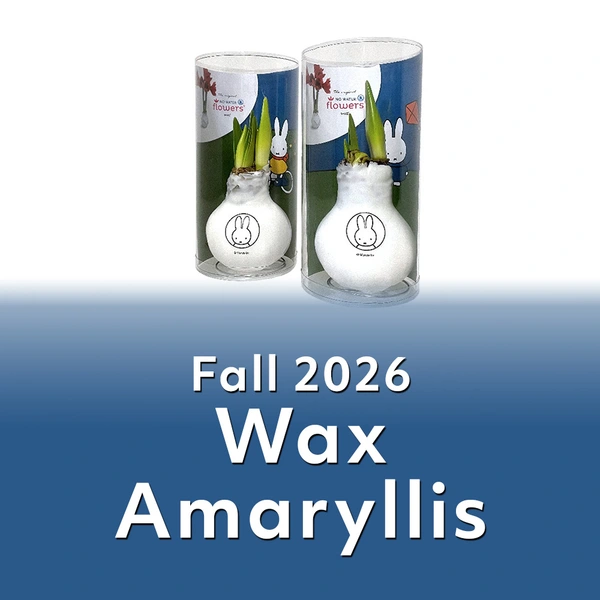 Reminder - Fall 2026 - Wax Amaryllis - Order before Wednesday, August 26th for Full Availability