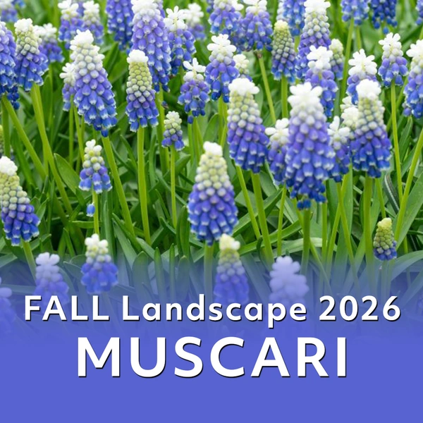 Fall Landscape 2026 - Bring an Early Burst of Colour with Muscari