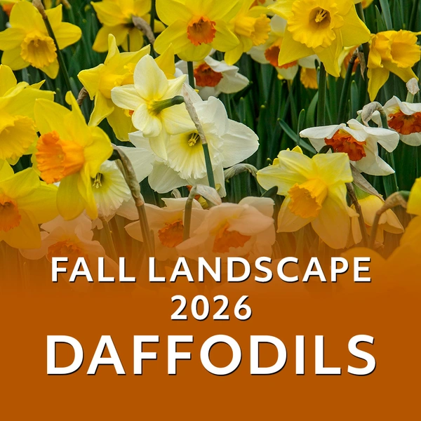 Fall Landscape 2026 - Daffodils - Bringing Early Cheer to the Garden!