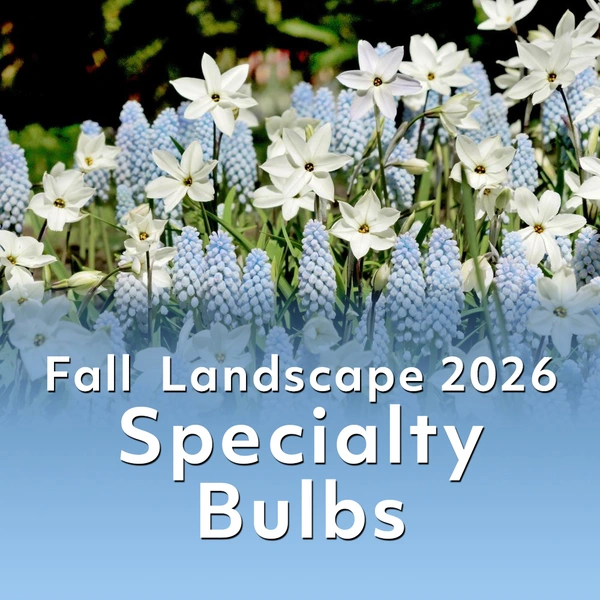 Fall Landscape 2026 - Specialty Bulbs that Add Spark to Fall Planting Program!