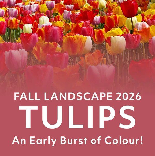 Fall Landscape 2026 - Tulips! An Early Burst of Colour
