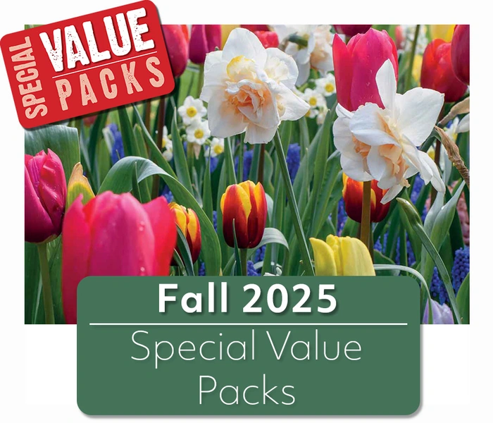 Fall Retail 2025 - Special Value Packs