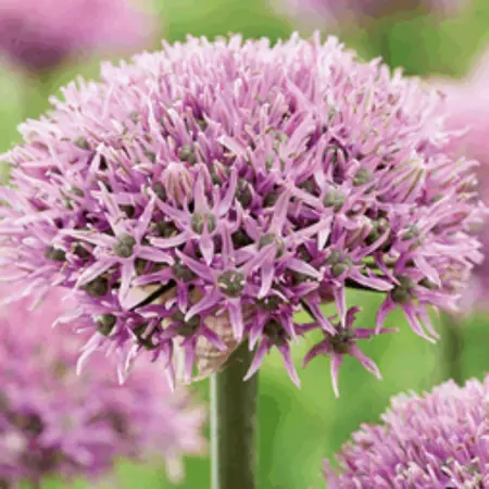 Fall Retail and Garlic - Order Deadlines Coming Up!