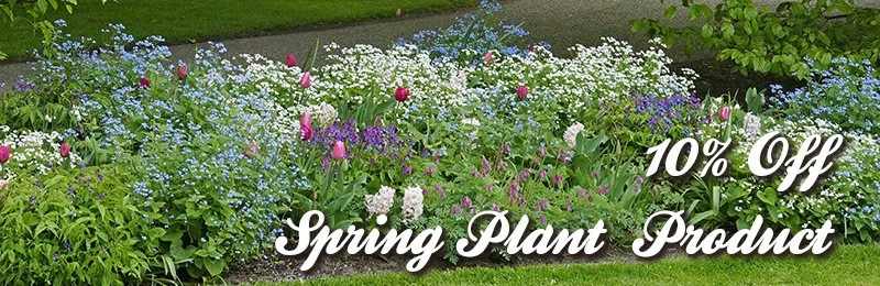 Get 10% Off Spring Plant Product!