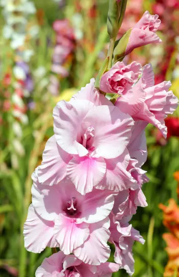 Gladiolus