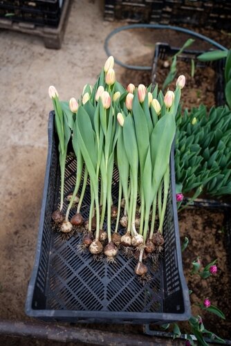 New for 2024 - Hydroponic Trays for your Pre-Chilled Bulbs