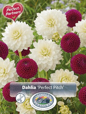 Spring 2025 - Create Perfect Gardens With Perfect Partners Blends