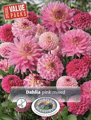 Spring Retail 2026 - Dahlias