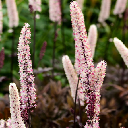 Actaea