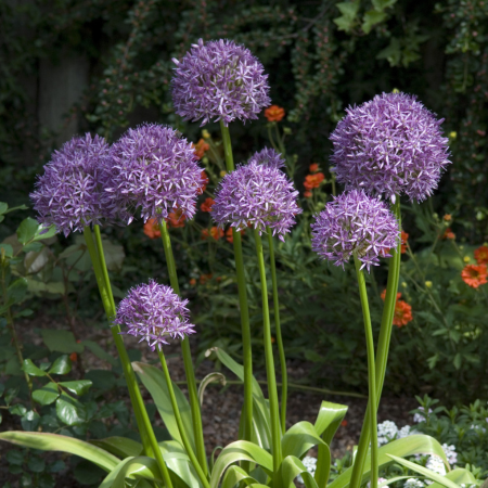 Allium