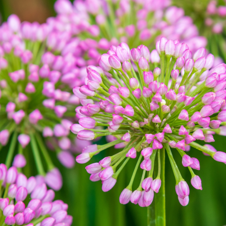 Allium