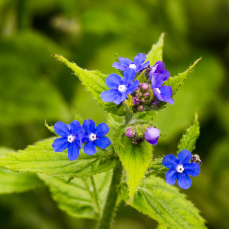 Anchusa