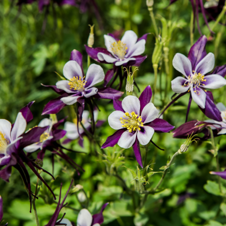 Aquilegia