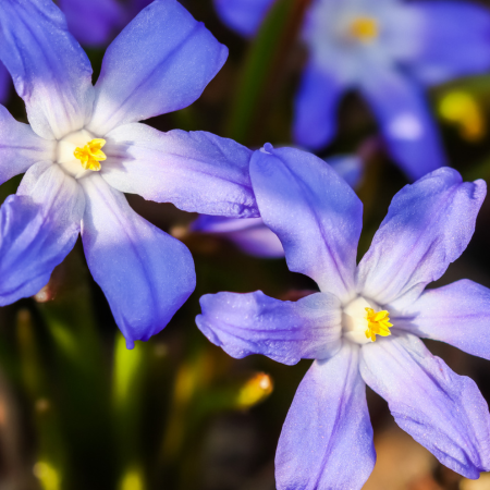 Chionodoxa