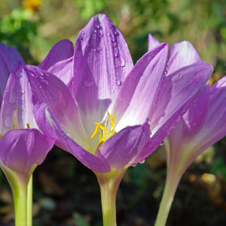 Colchicum