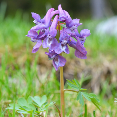 Corydalis