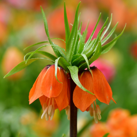 Fritillaria