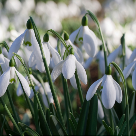 Galanthus