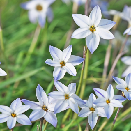 Ipheion