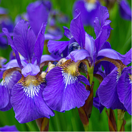 Iris