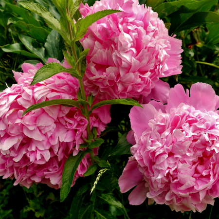 Peony