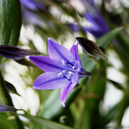 Triteleia