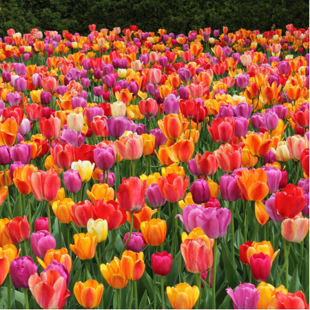 Tulips