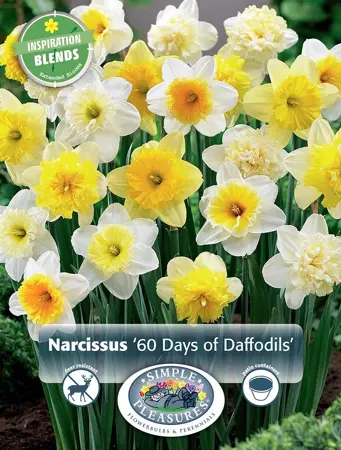 60 Days of Narcissus | Cappers 20 x 15 - image 1