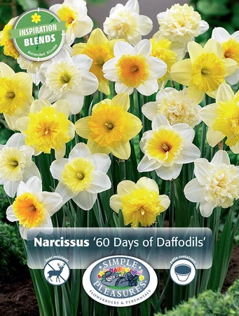 60 Days of Narcissus | Cappers 20 x 15 - image 3