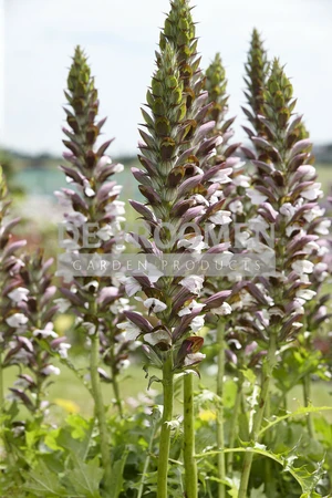 Acanthus Morning Candle |150 pce