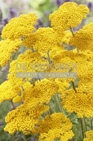 Achillea Coronation Gold | 25 pce
