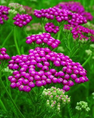 Achillea Summerwine | 25 pce