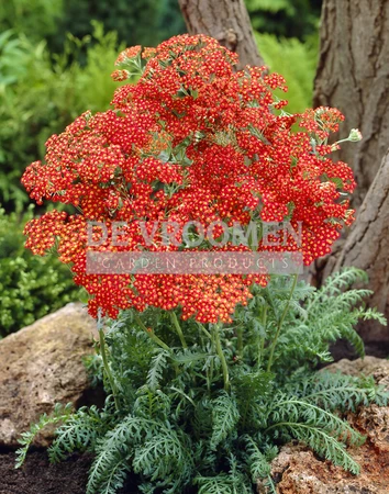 Achillea Walther Funcke | 25 pce
