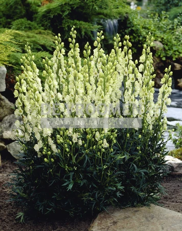 Aconitum Album | 400 pce