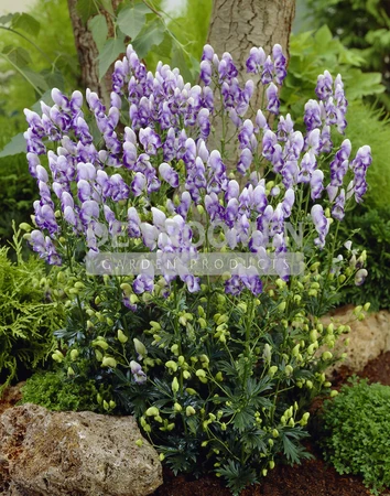 Aconitum Bicolor | 400 pce