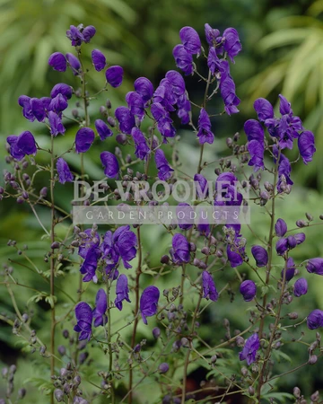 Aconitum Spark's Variety | 600 pce