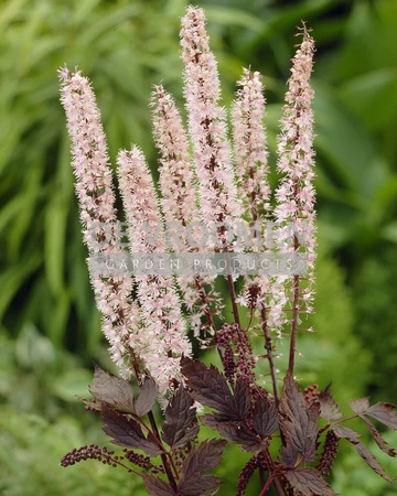 Actaea Pink Spike | 250 pce