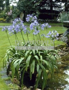 Agapanthus Africanus | 150 pce