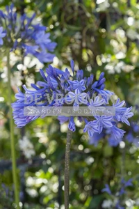 Agapanthus Dr Brouwer | 150 pce