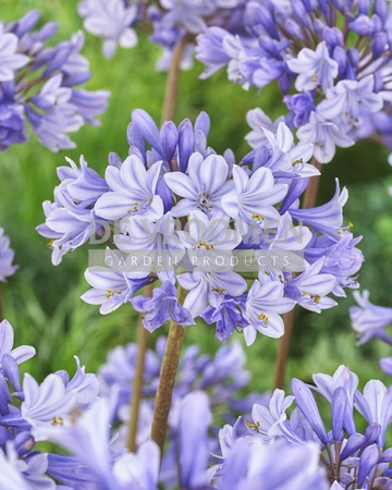 Agapanthus Valencia | 25 pce