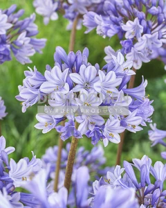 Agapanthus Valencia | 150 pce
