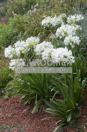 Agapanthus White Superior | 150 pce