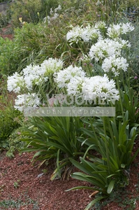 Agapanthus White Superior | 150 pce