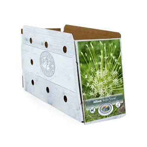 Allium Arctic Snow | Cappers 2 x 20 - image 2