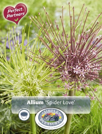 Allium Blend Spider Love | Cappers 3 x 16 - image 3
